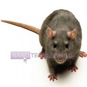 سمپاشی موش سمپاشی موش